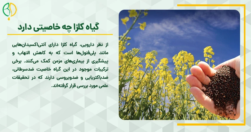 گیاه کلزا چه خاصیتی دارد